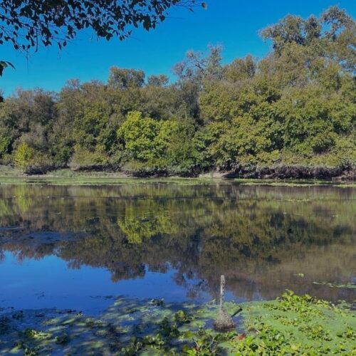 calm Texas Colorado River with tree reflections and leafy riverbank