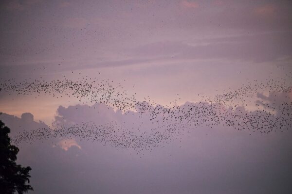 bats streaming across a purple dusk sky over Austin during the evening event